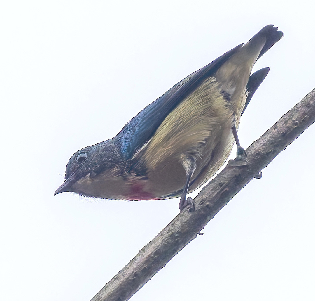 image Fire-breasted Flowerpecker